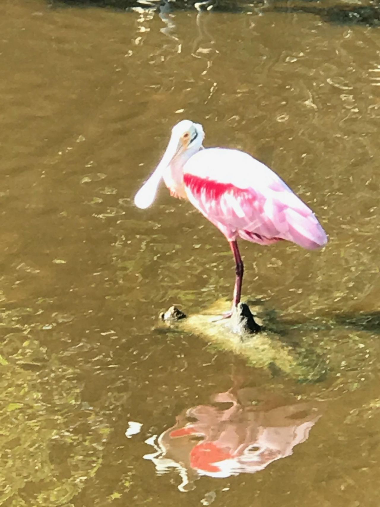 2549 W Gulf Dr, Unit 106, Sanibel, FL 33957 Photo