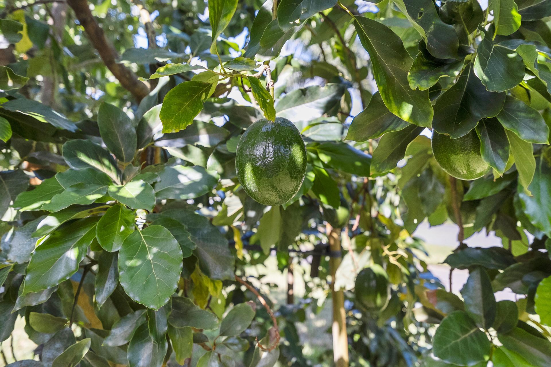 4528 SW Fenwick Lane, Palm City, FL 34990 Photo