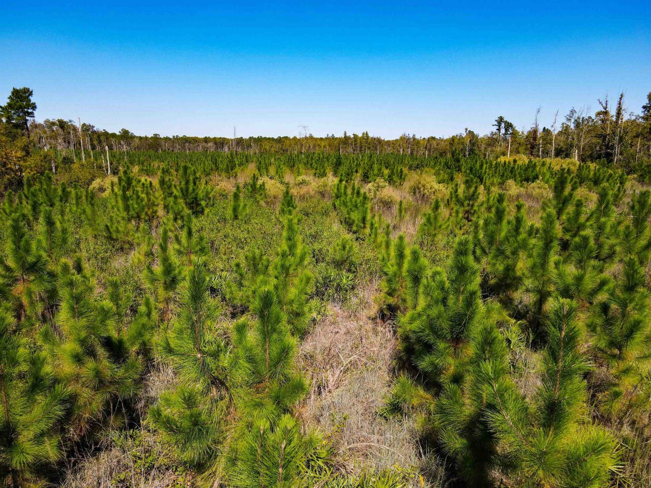 000 SW Mt.gilead Road, Lamont, FL 32331 Photo