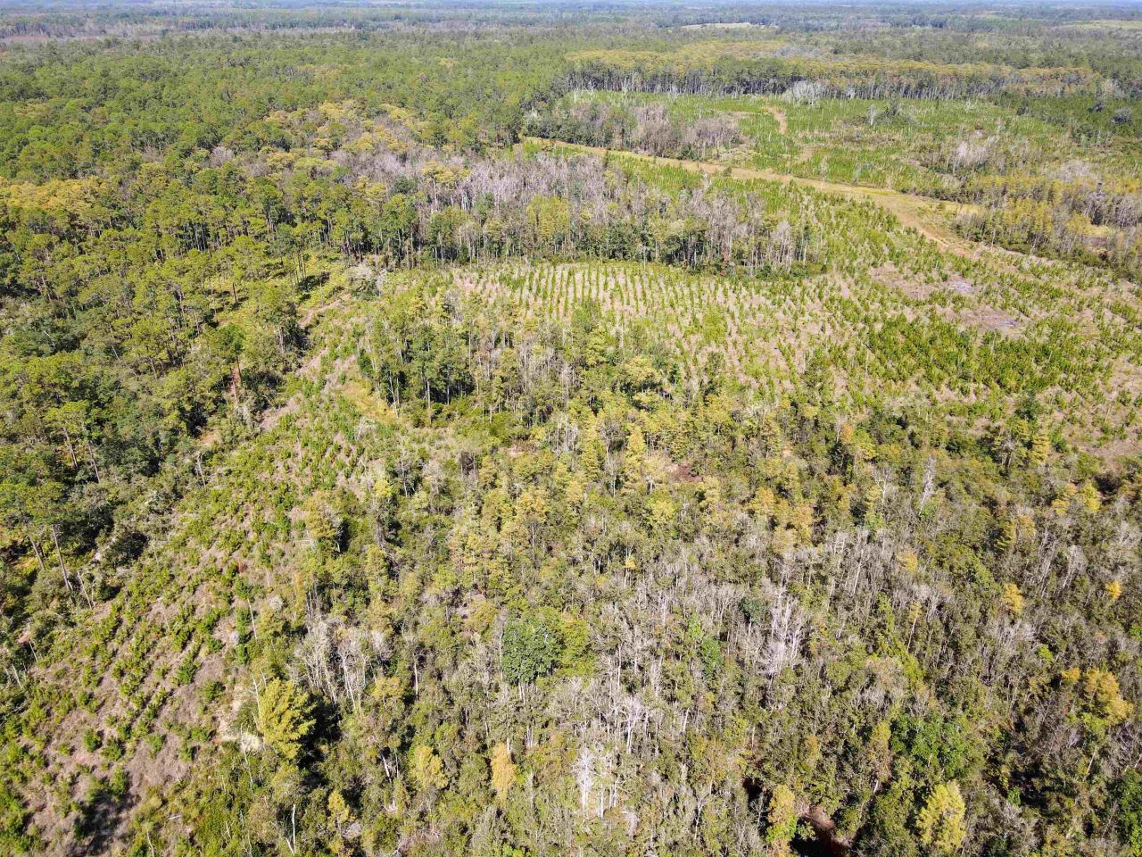 000 SW Mt.gilead Road, Lamont, FL 32331 Photo