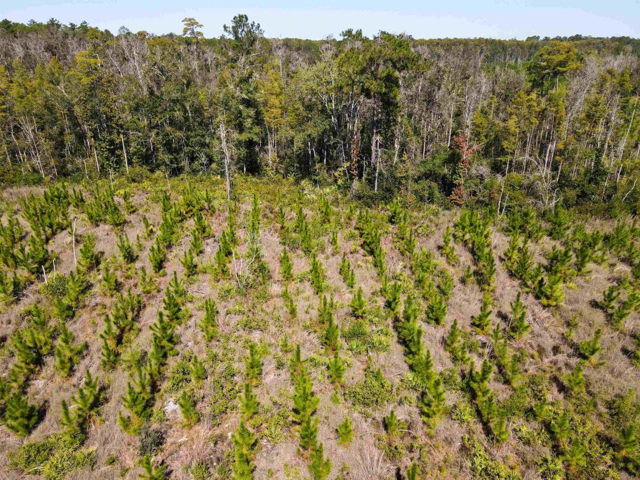 000 SW Mt.gilead Road, Lamont, FL 32331 Photo