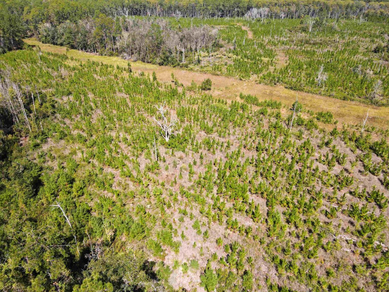 000 SW Mt.gilead Road, Lamont, FL 32331 Photo