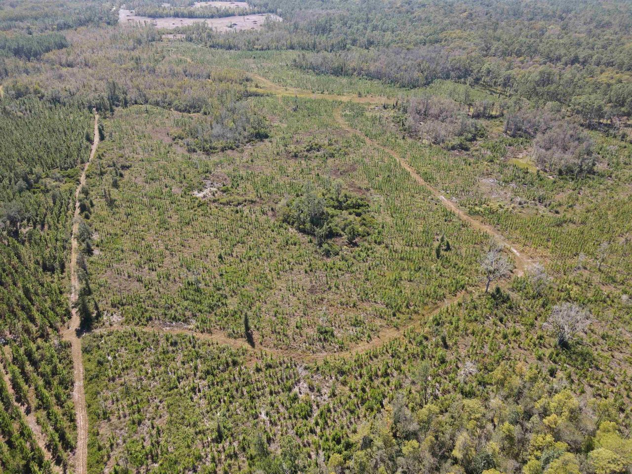 000 SW Mt.gilead Road, Lamont, FL 32331 Photo