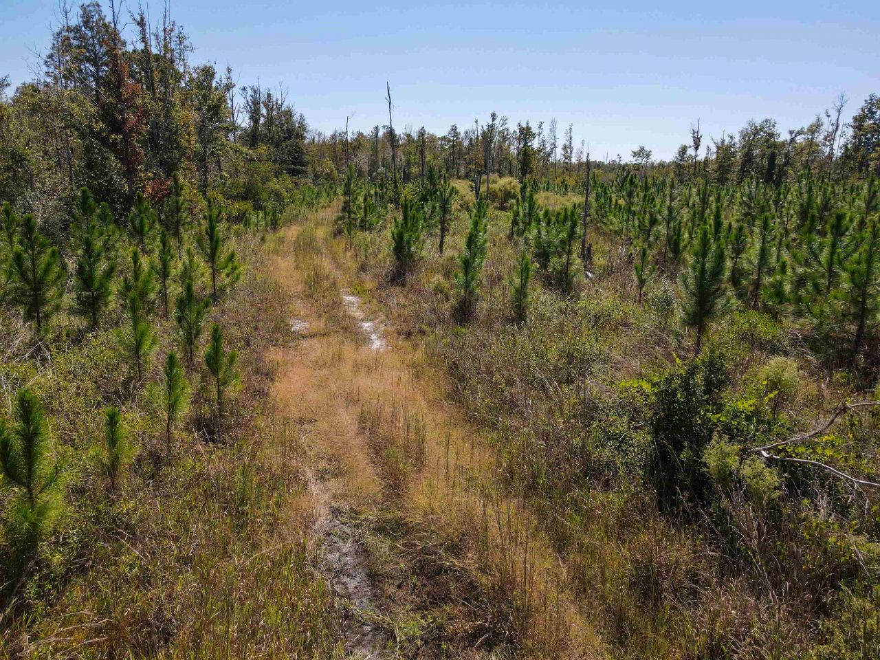 000 SW Mt.gilead Road, Lamont, FL 32331 Photo