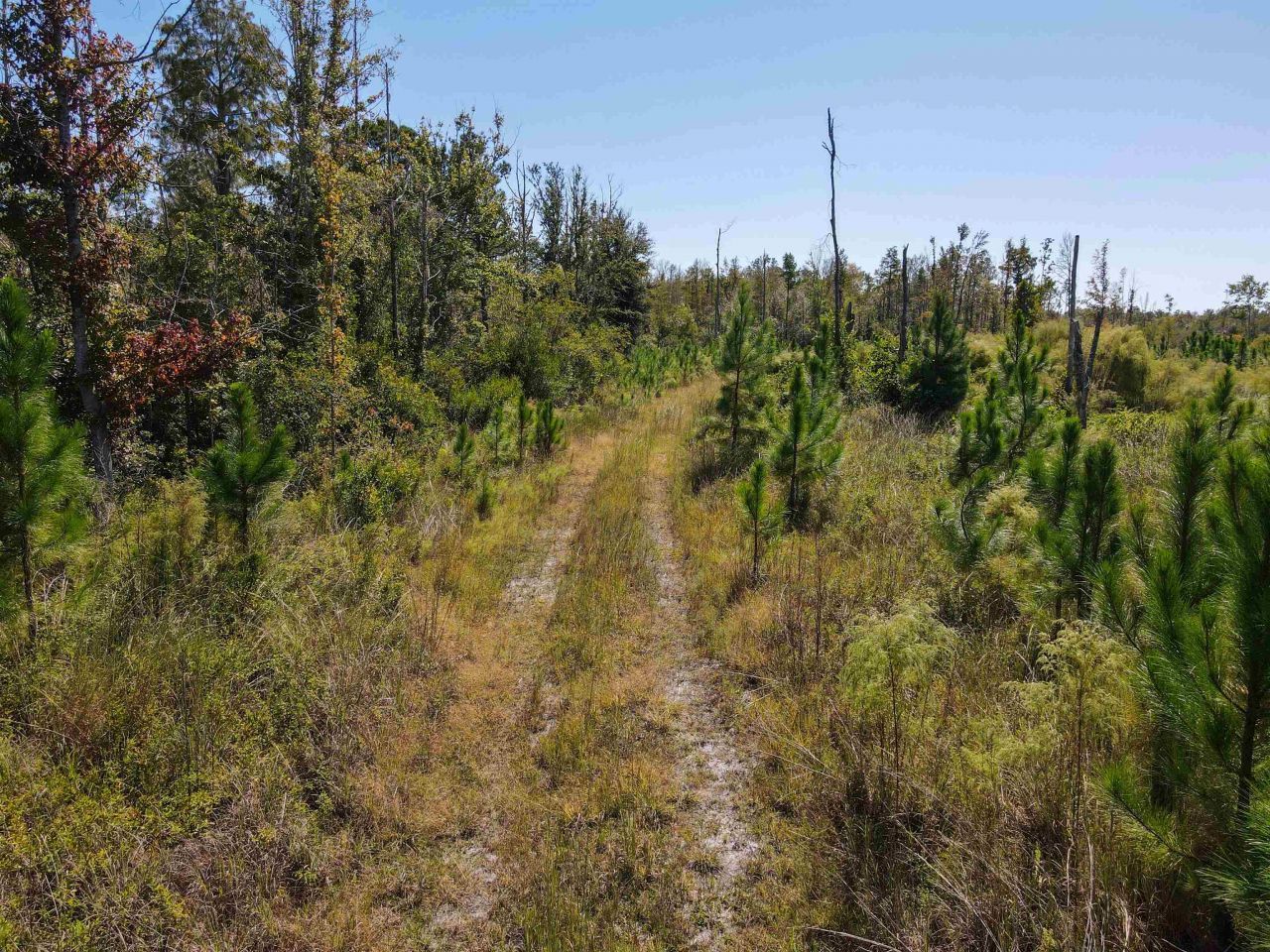 000 SW Mt.gilead Road, Lamont, FL 32331 Photo