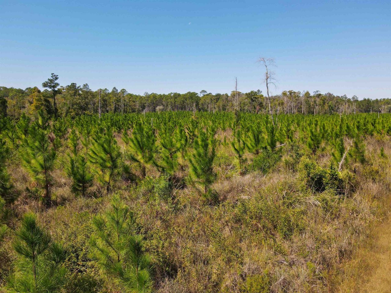 000 SW Mt.gilead Road, Lamont, FL 32331 Photo