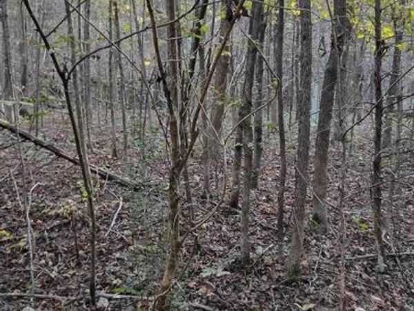 Lot 12 Deerwood Run, Big Sandy, TN 38221