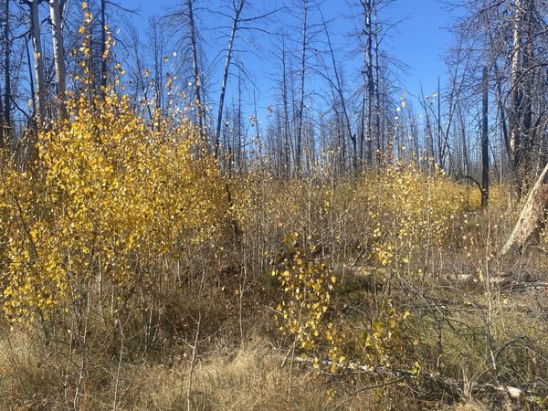 0 Bull Pine Road, Unit 4, Bly, OR 97622