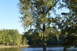 1166 Whippoorwill Road  photo 4