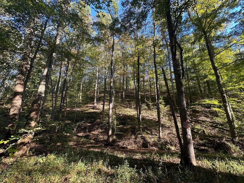 39454 Boston Road, Reedsville, OH 45772 Photo 10