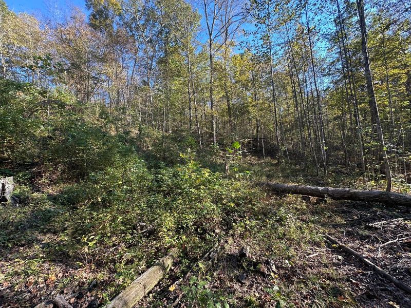 39454 Boston Road, Reedsville, OH 45772 Photo 14