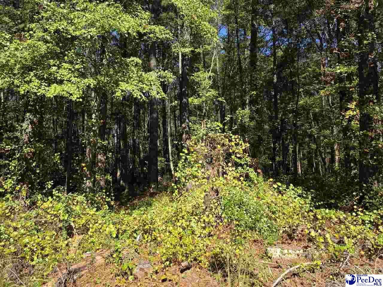 0000 Highway 265 Photo 2