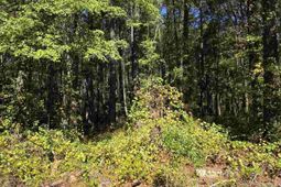 0000 Highway 265 photo 4