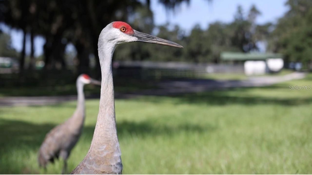 5540 SE 157th Street Road, Unit (Option 1), Summerfield, FL 34491 Photo