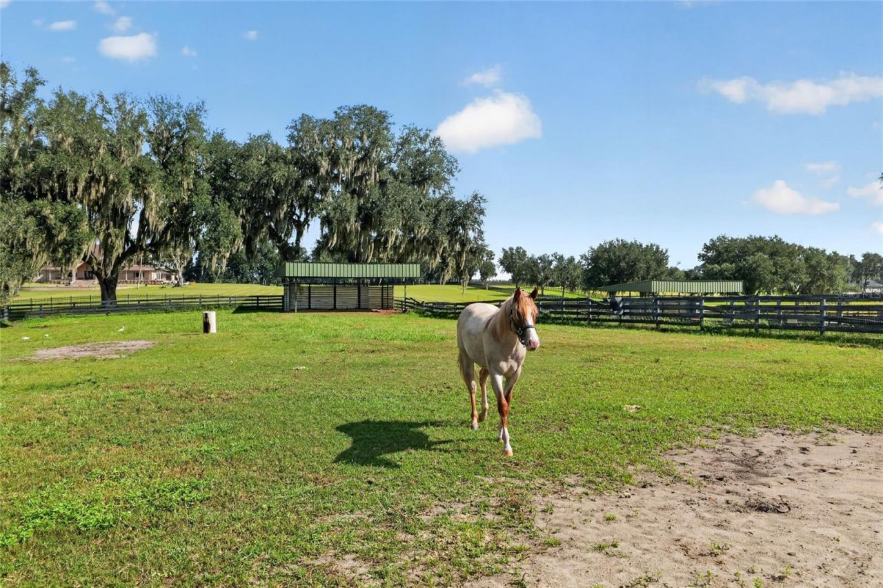 5540 SE 157th Street Road, Unit (Option 1), Summerfield, FL 34491 Photo