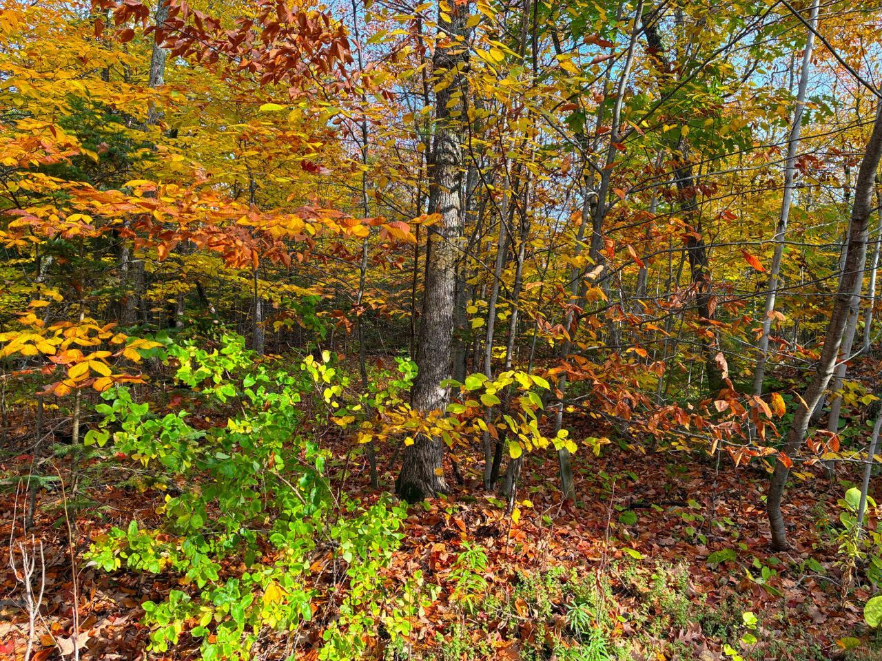 Lot 38 Spruceview Ln, Mackinac Island, MI 49757 Main Photo