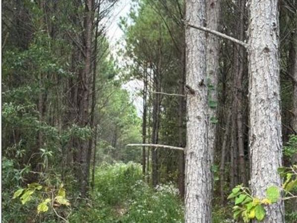 TBD County Road 1582, Avinger, TX 75630