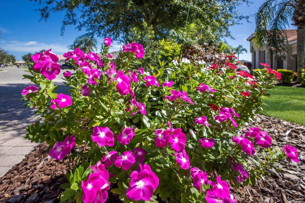 12838 Daisy Place, Bradenton, FL 34212 Photo