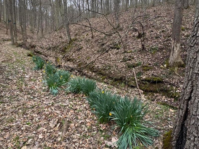 0 Bellia Rd Road, Laurelville, OH 43135 Photo 5