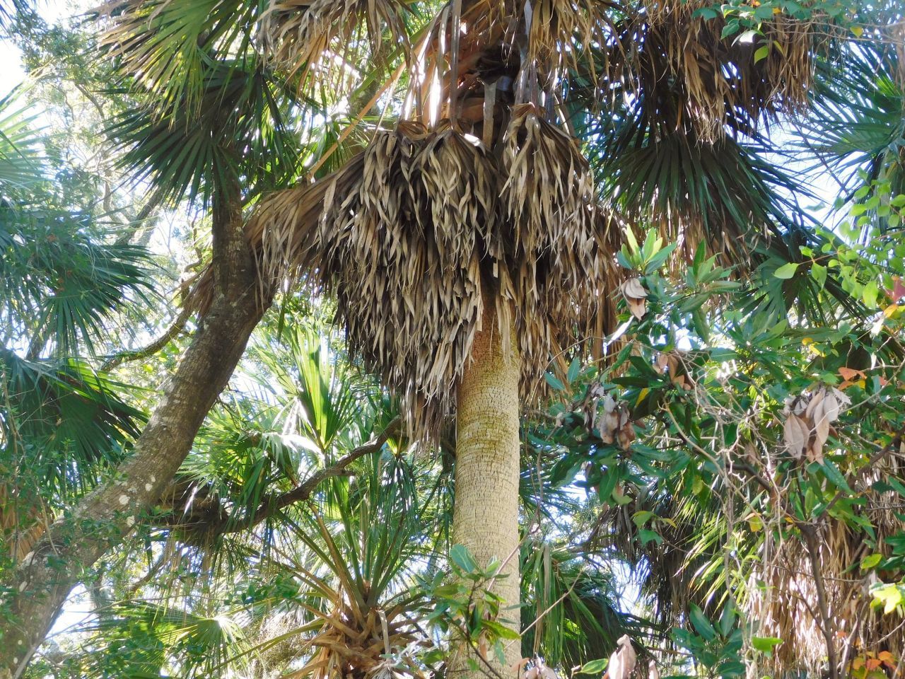 0 Cheehaw Street Photo 9