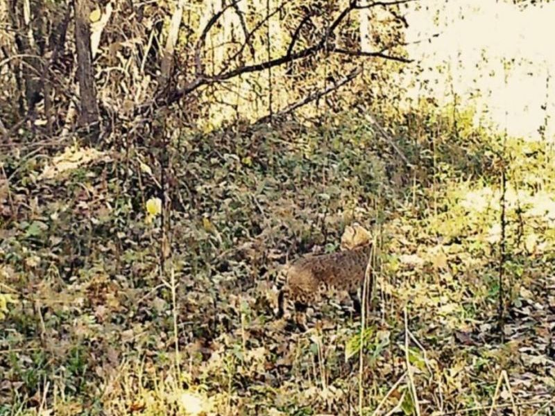 0 Dougan Road, Patriot, OH 45658 Photo 42