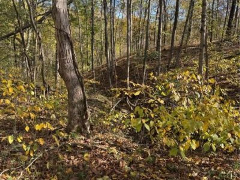 F B Eye Road, Blue Rock, OH 43720 Photo 12