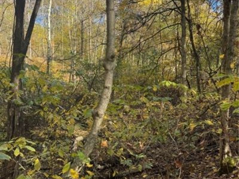 F B Eye Road, Blue Rock, OH 43720 Photo 22