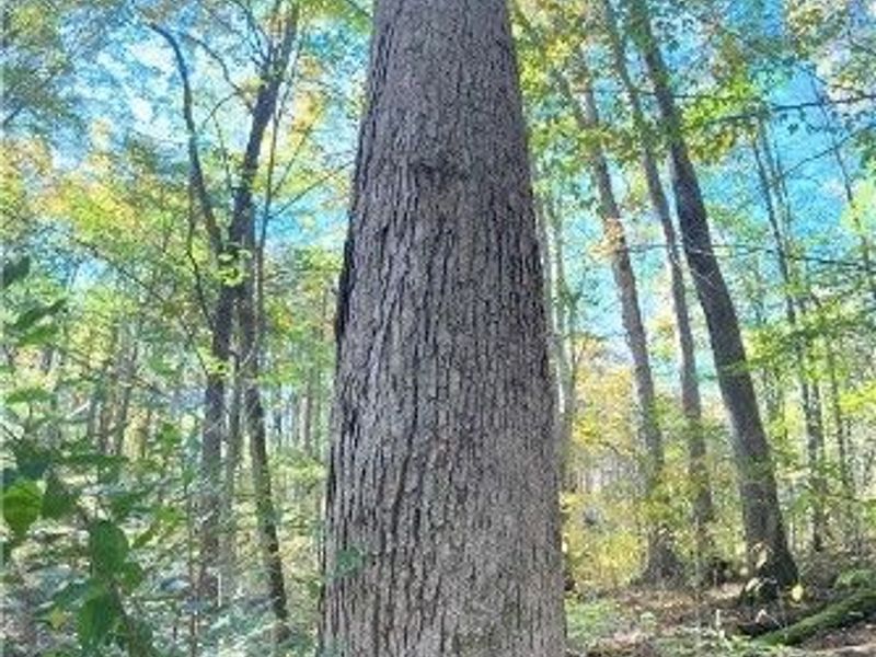 F B Eye Road, Blue Rock, OH 43720 Photo 33