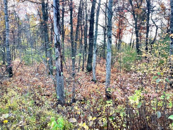 10 Acres W Fletcher Road, Roscommon, MI 48653