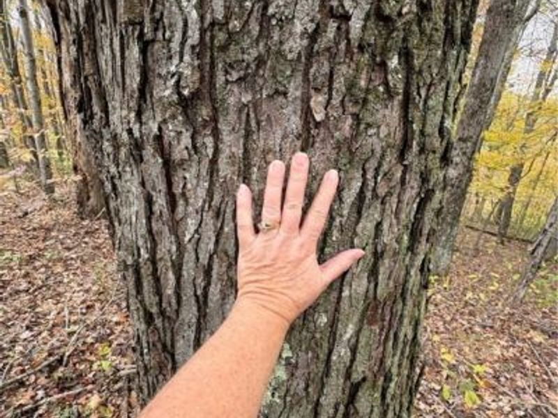 33855 State Route 800, New Matamoras, OH 45767 Photo 26