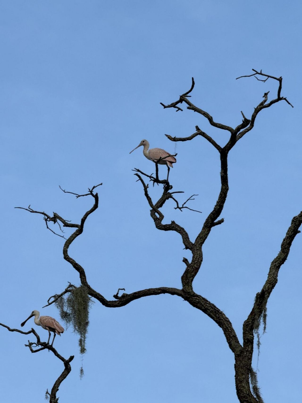 223 Sea Cloud Circle Photo 28