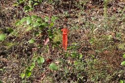 119 Pine Drive photo 4