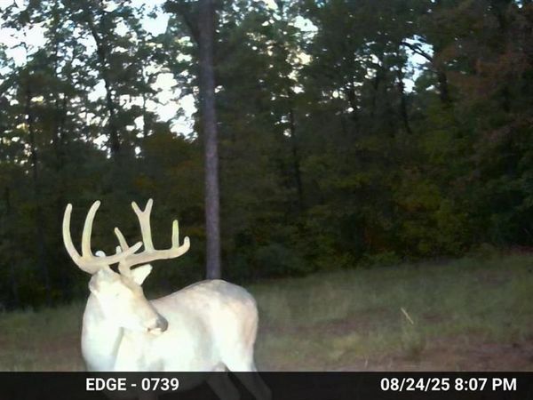 37 AC Madison 410, Fredericktown, MO 63645