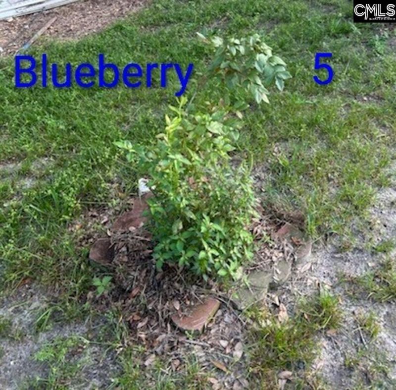 1123 Pine Street Photo 45