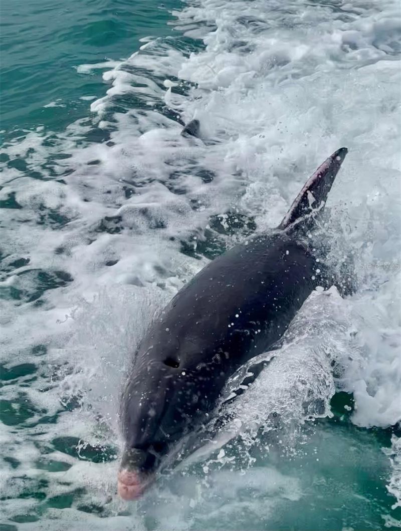 988 Blvd Of The Arts, Unit 109, Sarasota, FL 34236 Photo