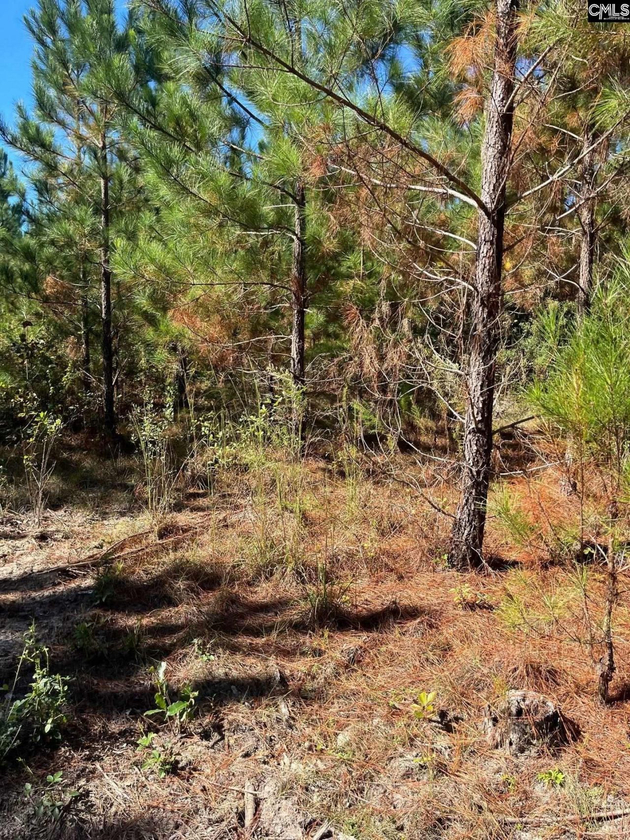 Bff 1b Jc Barefoot Road Photo 13