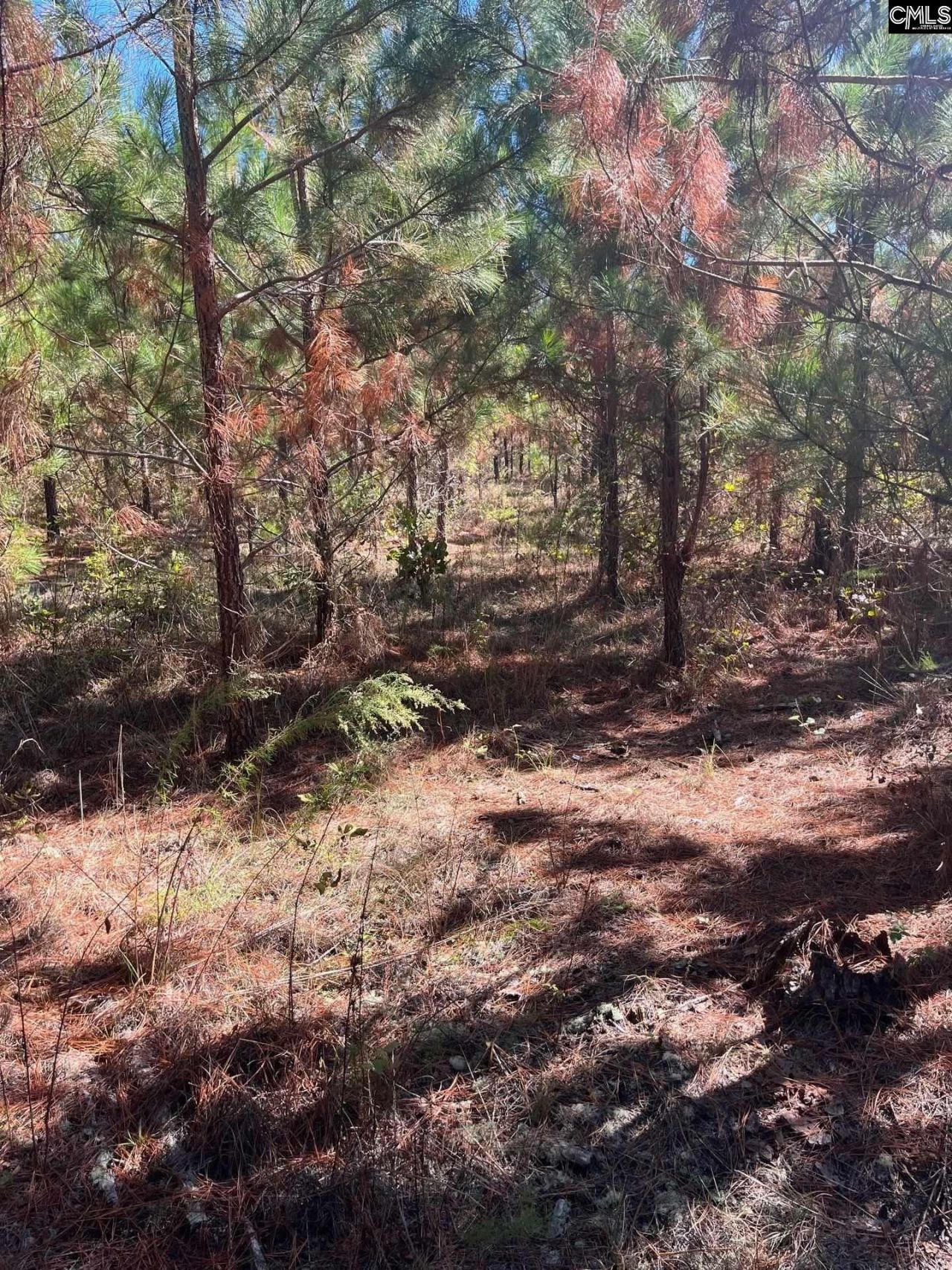 Bff 1b Jc Barefoot Road Photo 18