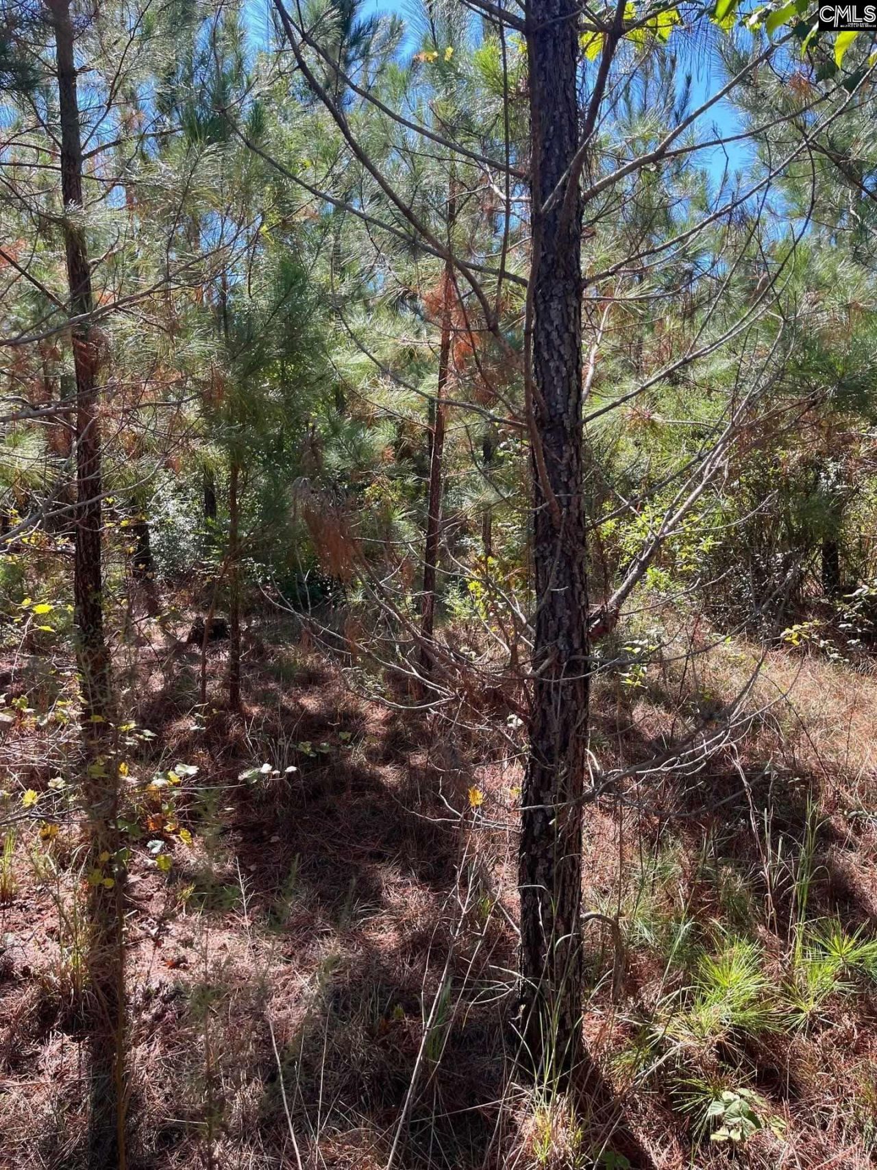 Bff 1b Jc Barefoot Road Photo 22