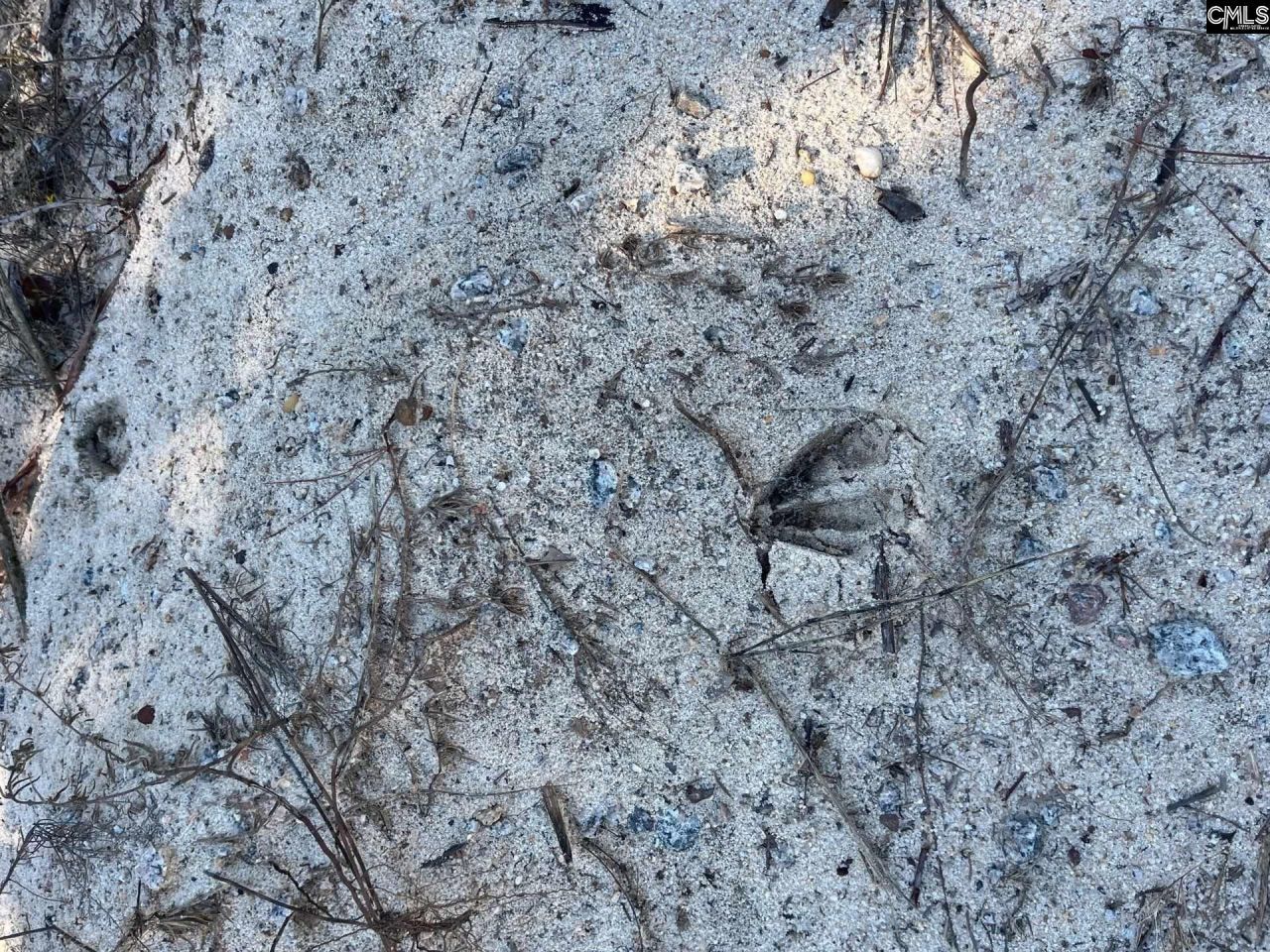 Bff 1b Jc Barefoot Road Photo 24