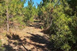 Bff 1b Jc Barefoot Road photo 4