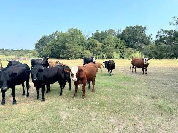 TBD FCR 601, Teague, TX 75860