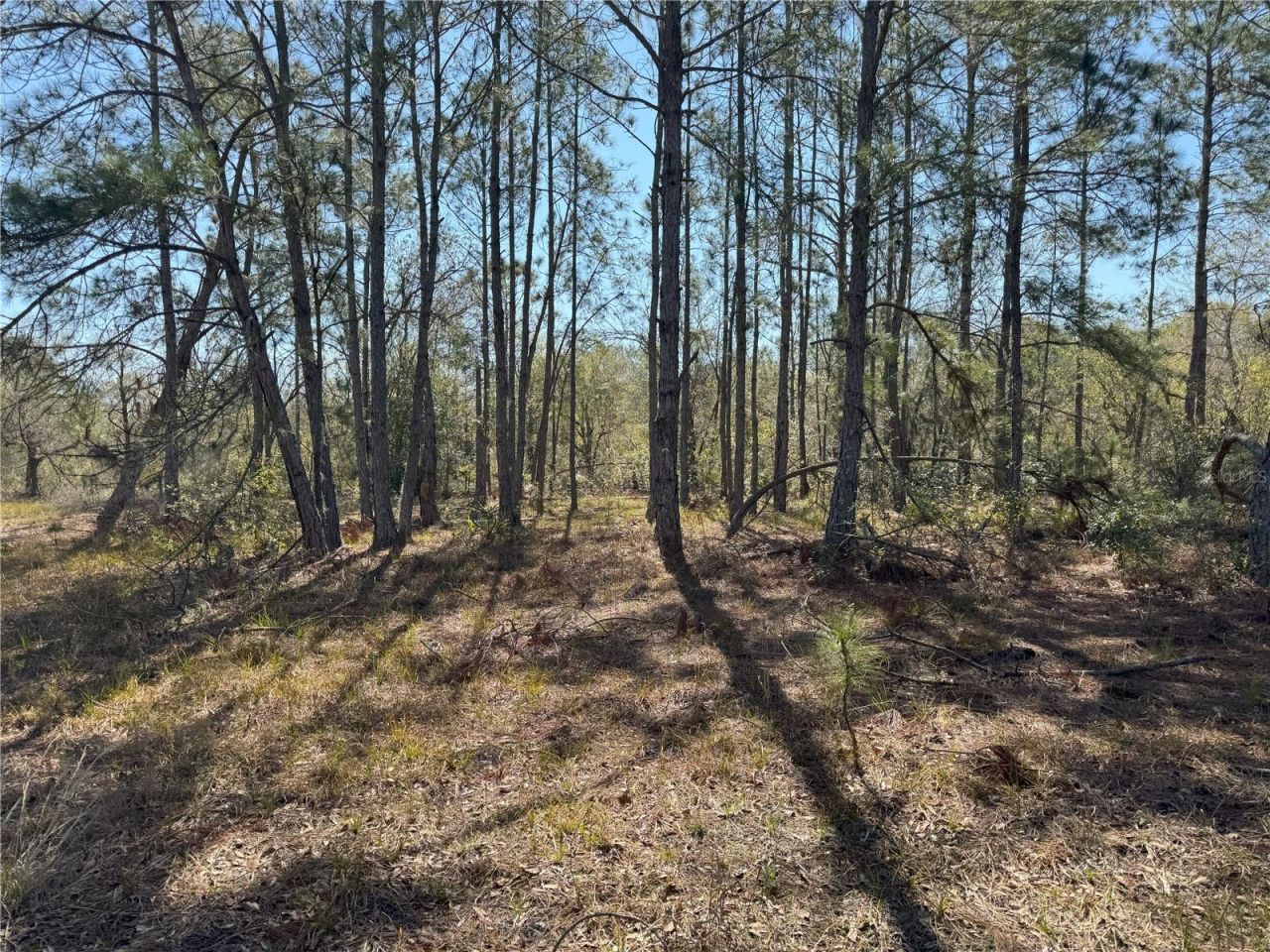 0 Lake Buffum Road, Lake Wales, FL 33859 Photo