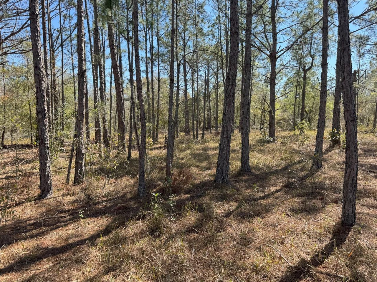 0 Lake Buffum Road, Lake Wales, FL 33859 Photo