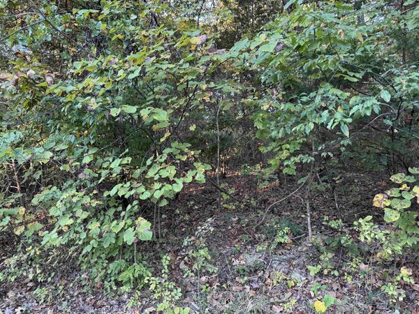 1108 & 1110 Pavilion Lane, Horseshoe Bend, AR 72512
