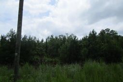 7905 Morris Bing Road photo 4