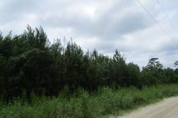 7905 Morris Bing Road photo 4