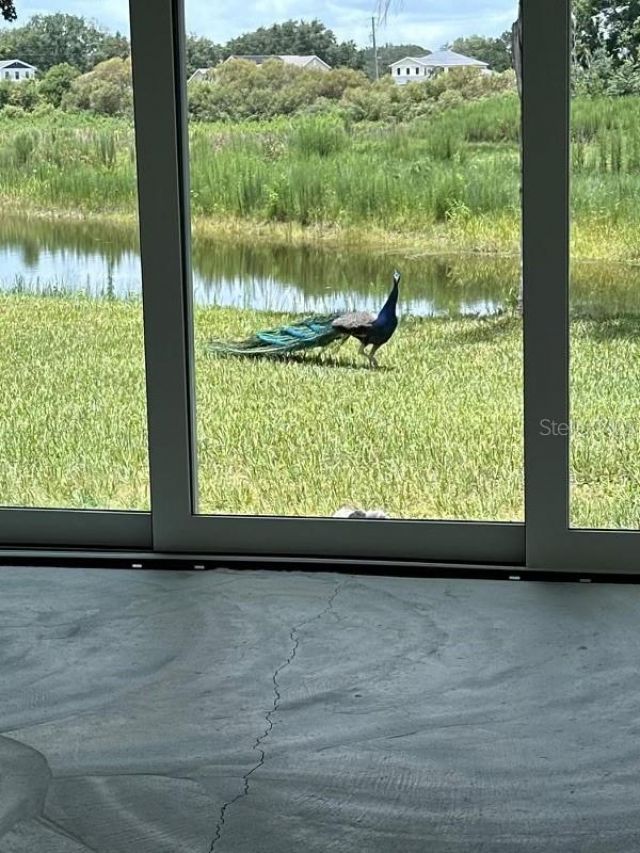 19616 Livingston Avenue, Lutz, FL 33559 Photo