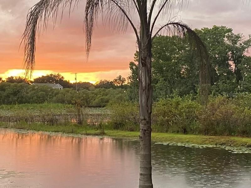 19616 Livingston Avenue, Lutz, FL 33559 Photo