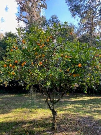 237 Cortez Avenue, De Leon Springs, FL 32130 Photo