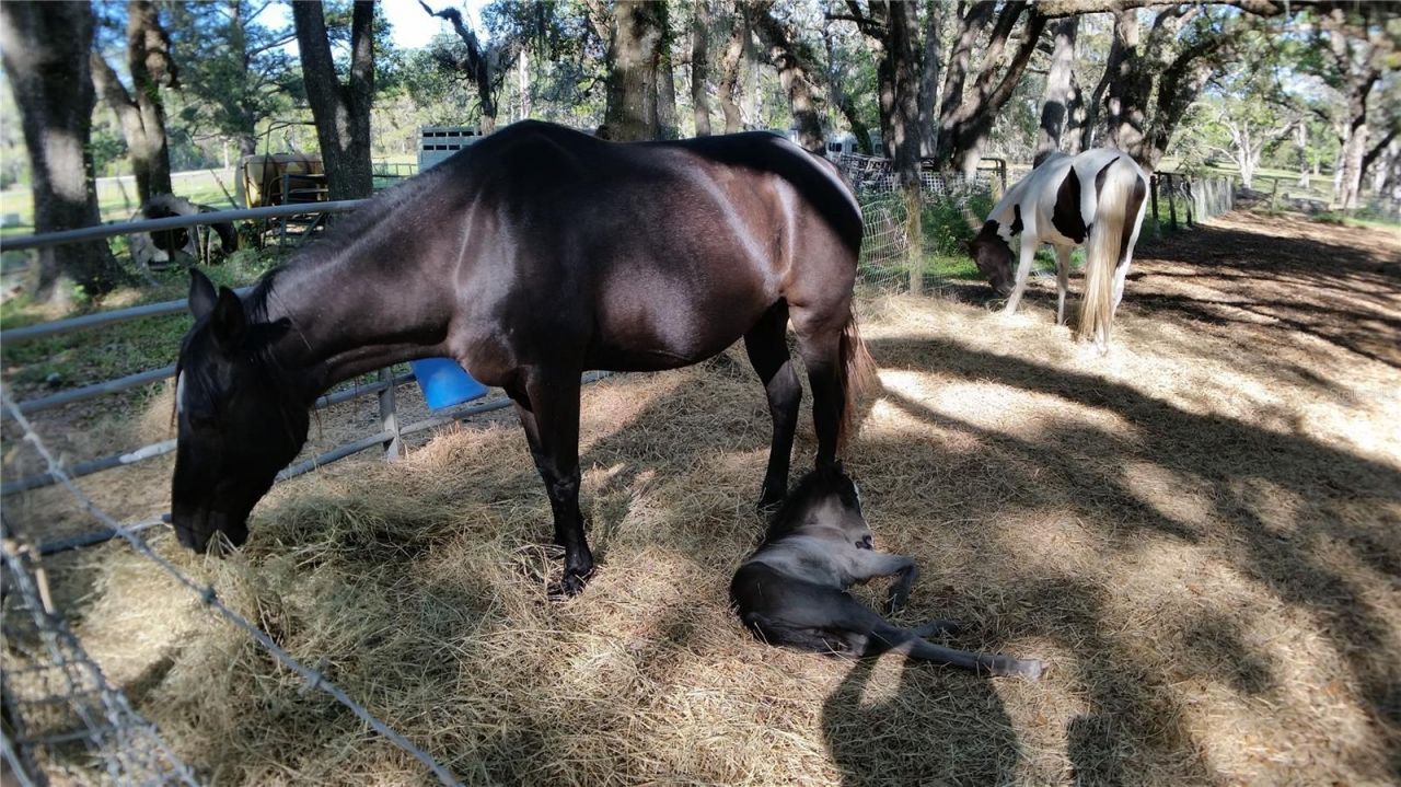 18635 Phillips Road, Brooksville, FL 34604 Photo